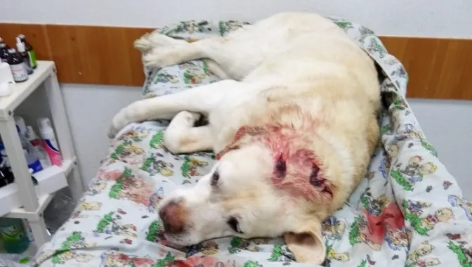 hfnGvn8PSZAGr2kTFjmfS5NBwsyl74aI4R2CelRf-big (1)